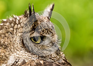 Portrait of an owl