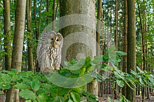 Portrait of owl. Ural owl, Strix uralensis, perched in beech forest. Beautiful grey owl in natural habitat.