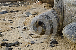 Portrait of Pacific Green sea turtle in deserted beach photo