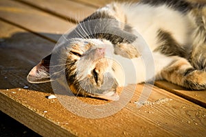 Portrait of a pacified cat lying on wooden boards photo
