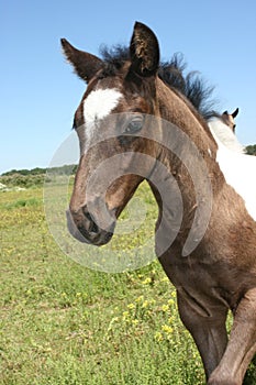 Portrait of a Paint Colt