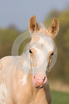 Portrait of paint horse foal