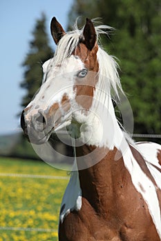 Portrait of paint horse mare in spring