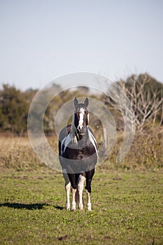 Portrait of a paint tobiano or overo horse in a lush field.