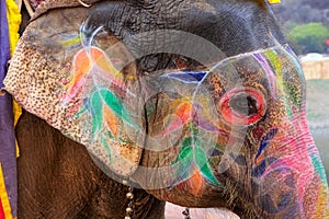 Portrait of painted elephant walking up to Amber Fort near Jaipur, Rajasthan, India