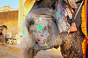 Portrait of painted elephant walking up to Amber Fort near Jaipur, Rajasthan, India