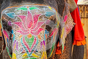 Portrait of painted elephant walking up to Amber Fort near Jaipur, Rajasthan, India