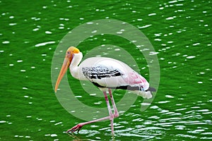 Portrait painted Stork looking for food in water