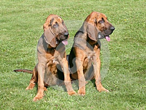 The portrait of pair of Bloodhound dogs