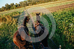 Portrait of a pair of draught horses