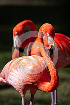 Portrait of a pair of flamingo birds in their natural environment.