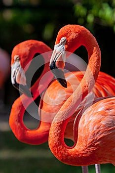 Portrait of a pair of flamingo birds in their natural environment.