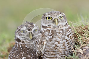Burrowing Owls in a Broward County Park, Florida photo