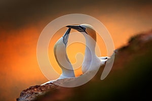Portrait of pair of Northern Gannet, Sula bassana, evening orange light in the background. Two birds love in sunset, animal love b photo