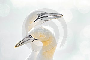 Portrait of pair of Northern Gannet, Sula bassana, Two birds love in soft light, animal love behaviour. Soft light in high-key