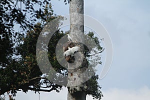 portrait of a pair of parrots in a tree trunk