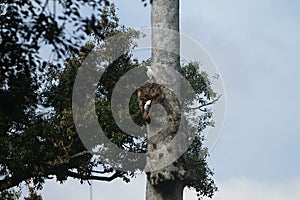 portrait of a pair of parrots in a tree trunk