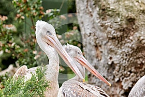 Portrait of a pair of pelicans