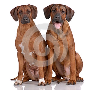 Portrait of pair of Rhodesian Ridgeback
