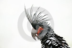 Portrait of Palm Cockatoo parrot