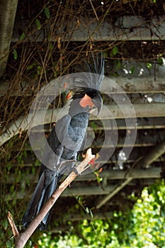 Portrait of Palm cockatoo when perched on branch