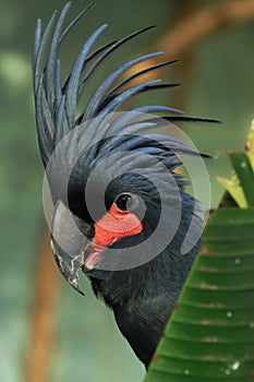 Portrait of palm cockatoo, Probosciger aterrimus, hidden behind palm leaf in rain forest. Black parrot with red cheeks