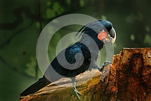 Portrait of palm cockatoo, Probosciger aterrimus, perched on old stump in rain forest. Beautiful black parrot with red cheeks