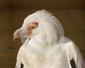 Portrait of Palm Nut Vulture, Gypohierax Angolensis