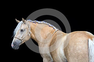 Portrait of a Palomino horse on black background