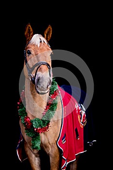 Portrait of palomino horse with chrsitmas wreath