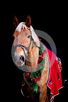 Portrait of palomino horse with chrsitmas wreath