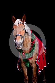 Portrait of palomino horse with chrsitmas wreath
