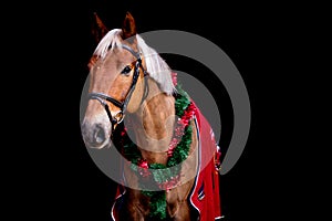 Portrait of palomino horse with chrsitmas wreath