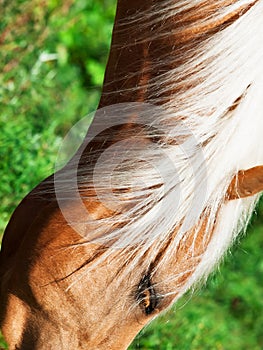 Portrait of palomino horse. close up