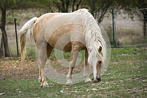 Palomino horse grazing in the meadow