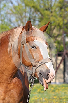 Portrait of palomino horse showing tongue