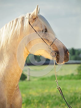 Portrait of palomino welsh pony