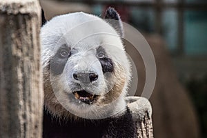 Portrait of a panda