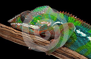 Portrait of a panther chameleon