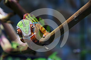 Portrait of a panther chameleon of beautiful color