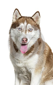 Portrait of a panting Red and white Siberian Husky