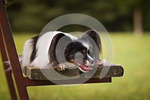 Portrait of papillon is lying on bench.