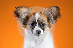 Portrait Papillon puppy on an orange background