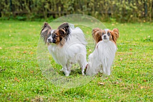 Portrait of a papillon purebreed dogs