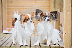 Portrait of a papillon purebreed dogs