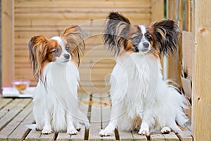 Portrait of a papillon purebreed dogs