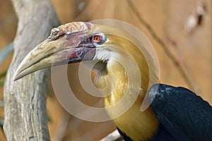 Portrait of Papuan hornbill