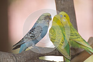 portrait of parakeets on a branch