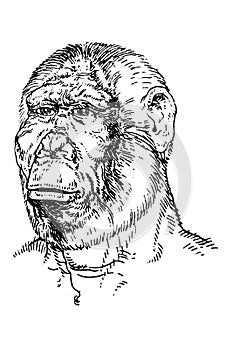 Portrait of Paranthropus boisei or Australopithecus bosei. Also called OH 5. Zinj, Dear Boy or Nutcrakerman photo