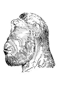 Portrait of Paranthropus robustus photo